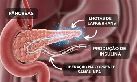 Qual papel da insulina no seu corpo: entenda a função