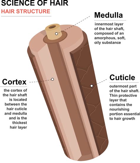 Top 192 Hair Structure Cortex Cuticle Medulla Polarrunningexpeditions