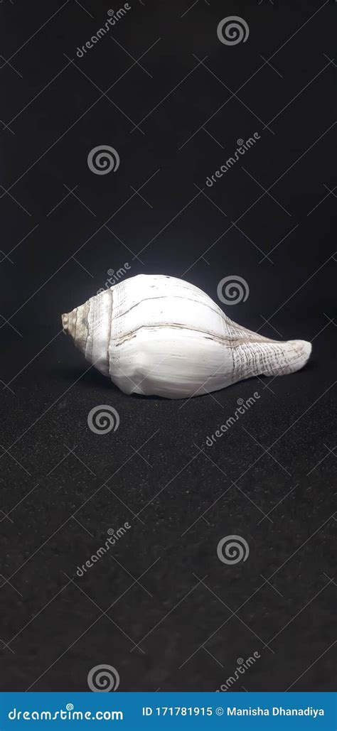 Conch Shell Of Sea Snail And Emblem Of God Vishnu Stock Image Image