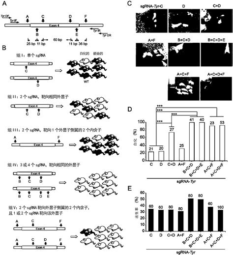 Method For Preparing Chimerism Free Gene Knock Out Animals Based On