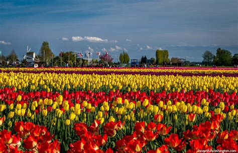 Colorful Blooms At Skagit Valley Tulip Festival