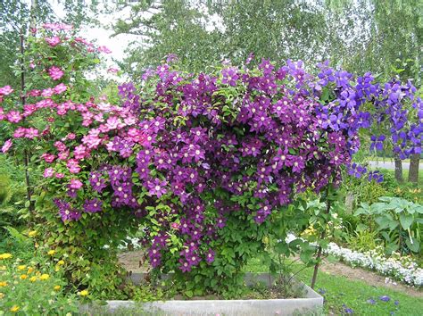 Клематис живая изгородь (50 фото) - красивые картинки и HD фото