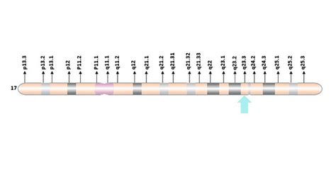 What is Growth Hormone 1 (GH1)- CUSABIO