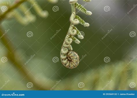 Closeup of the Sprouts of a Fern Stock Photo - Image of seedless, tree ...