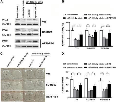 Retracted MiR365b3p Downregulated In Retinoblastoma Regulates