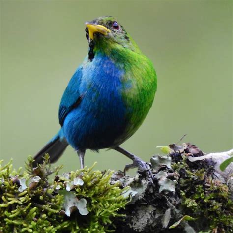 Ave O Que Significa - Aves - ejemplos, tipos de aves y su clasificación