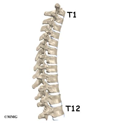 Thoracic Spine Anatomy - eOrthopod.com