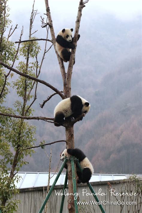 wolong panda reserve Archives - China ChengDu Tours, Chengdu Panda ...