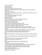 HUMAN SEX Google Docs Lecture 1 Anatomy 4 3 Vulva Full Vagina Mons Top Layer Of Fat Labia