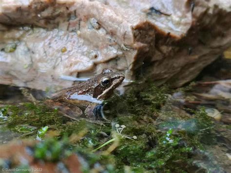 Rana Iberica Museu Virtual Biodiversidade