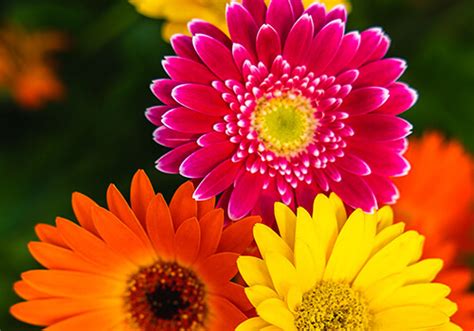 Beautiful Flower Delivery in Minneapolis | Bachman's Floral, Home and