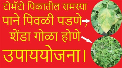 टोमॅटो पिकातील समस्या पाने पिवळीपडणे शेंडागोळा होणे उपाययोजना ।doctorkisan।टोमॅटो