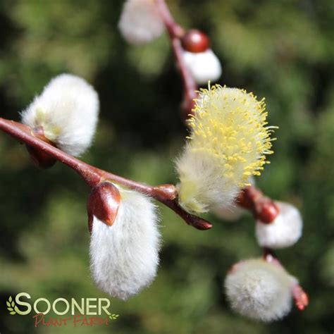 Weeping Pussy Willow Sooner Plant Farm