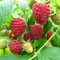 Малина "Осенняя Красавица" купить в питомнике растений с доставкой по ...