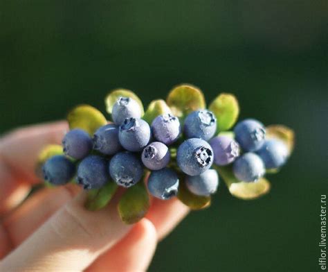 Голубика – 60 фотографий | Blueberry, Fruit, Grapes