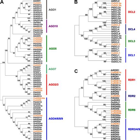 Phylogenetic Analysis Of DCL AGO And RDR Genes From Orange