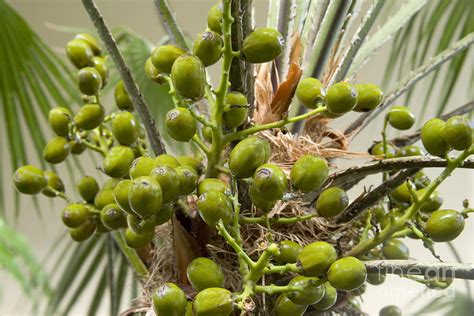 Saw Palmetto Berries Photograph by Inga Spence