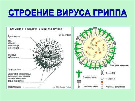 Грипп и другие ОРВИ - online presentation