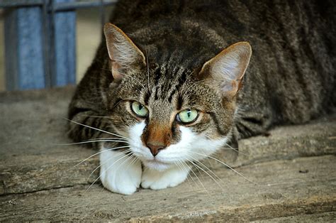 Seu pet está na lista Veja os 10 nomes mais comuns de gatos no Brasil