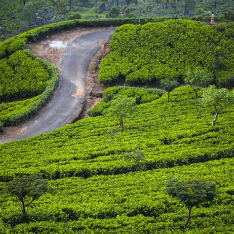 Ceylon tea plantation Stock Photos, Royalty Free Ceylon tea plantation Images | Depositphotos