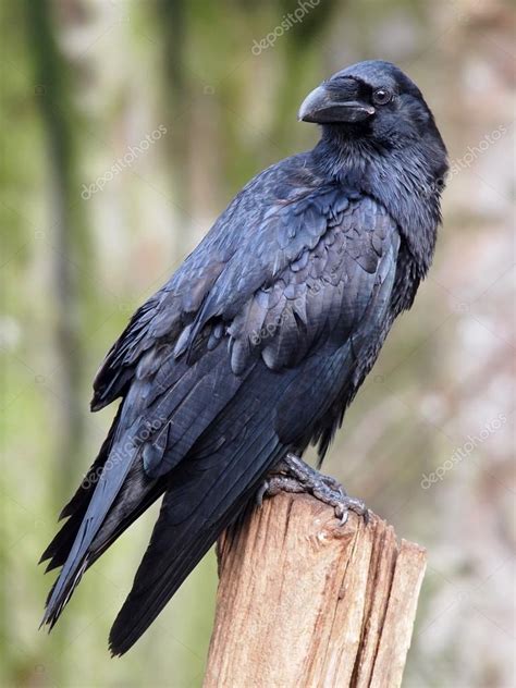 Portrait of a Raven Stock Photo by ©EBFoto 61868421