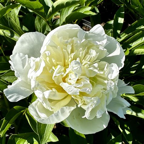 Paeonia Lactiflora Duchess De Nemours Piedmont Carolina Nursery