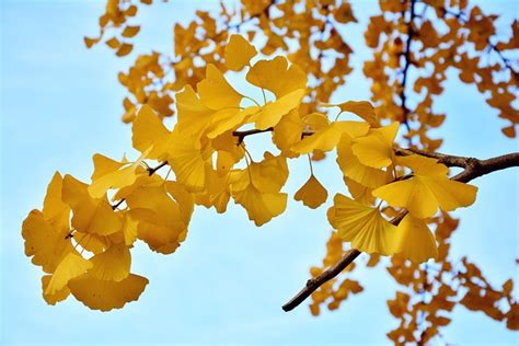 Ginkgo Tree Gingko Leaves - Free photo on Pixabay