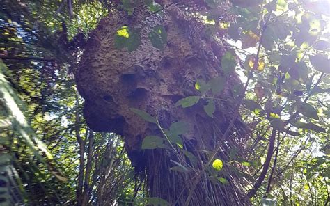 Aotearoa's biggest wasp nest | New Zealand Geographic