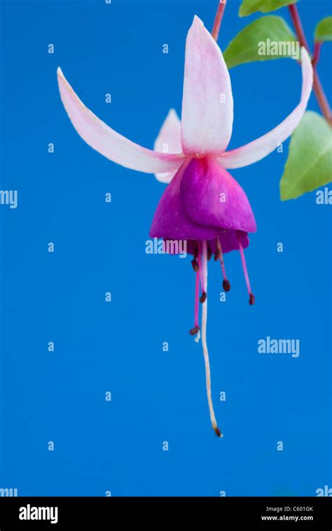 La Campanella trailing fuchsia against a blue background Stock Photo ...