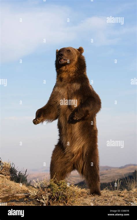 Grizzly Bear Standing Upright Montana Usa Stock Photo Alamy