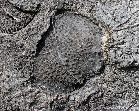 Помогите определить - Девон