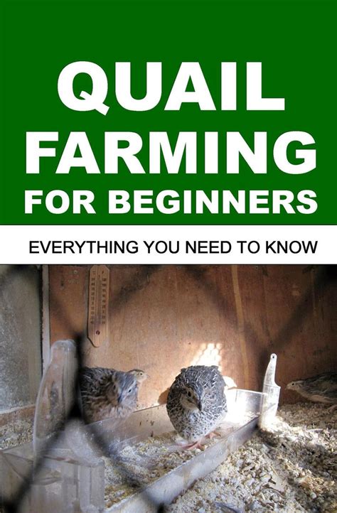 Quail Farming For Beginners Everything You Need To Know