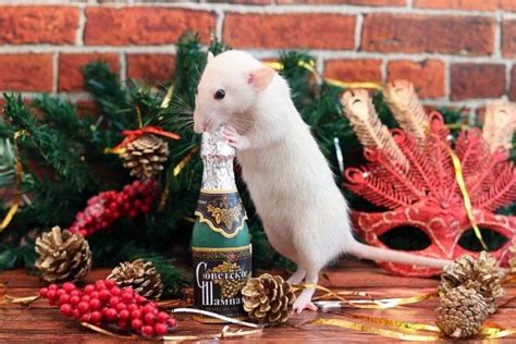 КАРТИНКИ С КРЫСАМИ (прикольные фото)