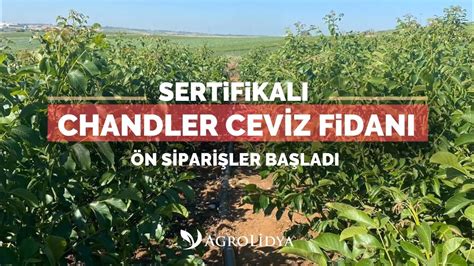 Chandler Ceviz Fidan Sat Lar M Z Devam Ediyor Agrolidya Tar M A