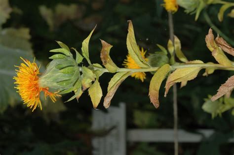 Carthamus tinctorius (Asteraceae) image 34164 at