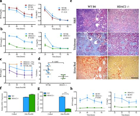 Bun And Cr After Min Of Warm Iri In Wt Female Mice Compared To A