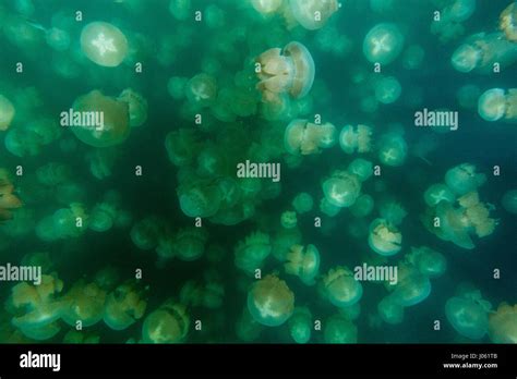 JELLYFISH LAKE PALAU INCREDIBLE Images And Footage Shows A Man Diving