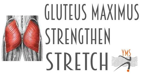 Gluteus Maximus Strengthen and Stretch | Strengthen, Stretches, Massage