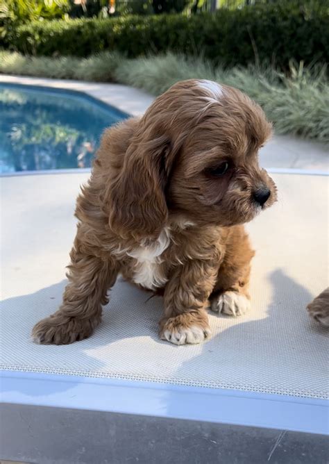 Cavoodle Woodcroft Nsw Petsforhomes