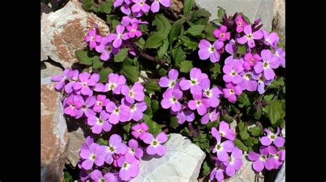 МАЛЬКОЛЬМИЯ MALCOLMIA (CHEIRANTHUS) сем. Крестоцветные - YouTube