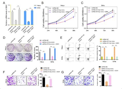 Overexpression Of ZEB1 Abrogated The Tumor Suppressive Roles Of