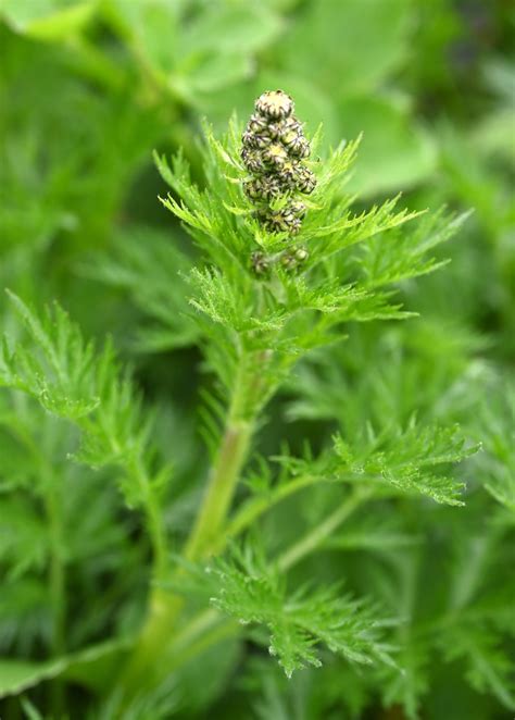 Artemisia norvegica – Our Native Plants