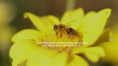 Apivita USA Distributor