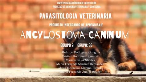Ciclo Biológico Ancylostoma Caninum Pia Parasitología Veterinaria