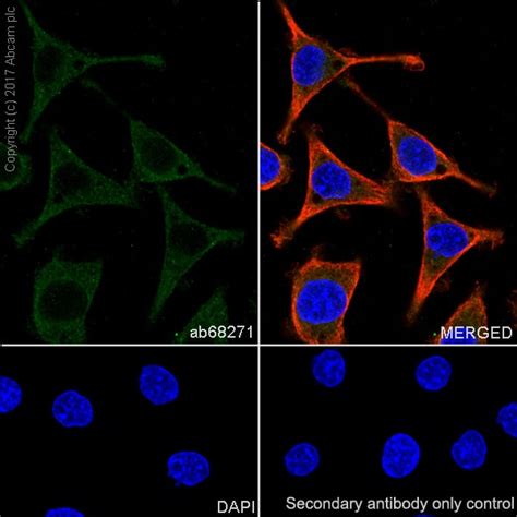 Recombinant Anti Chromogranin A Antibody Ep Y Bsa And Azide Free