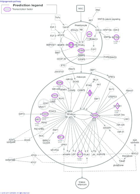 Adipogenesis pathway. Several transcription factor identified in the ...