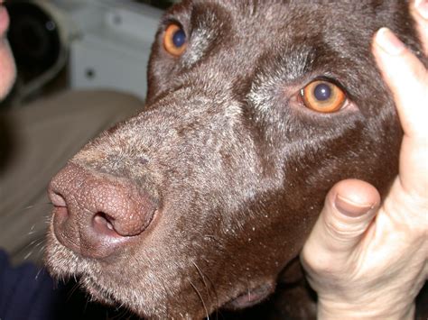 Discoid Lupus Erythematosus In Dogs Symptoms Causes 54 Off