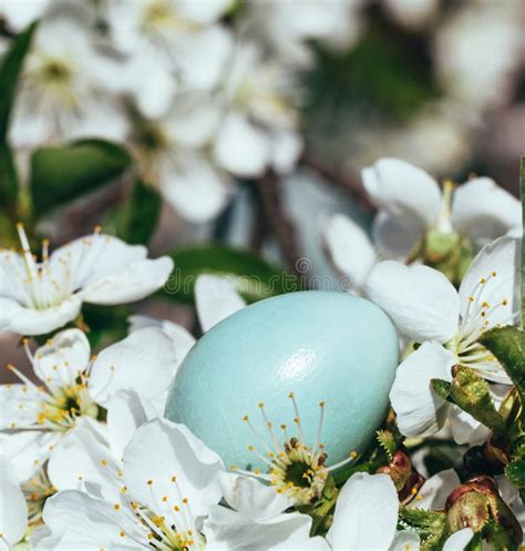 Grajo Azul Del Huevo Y Ramas De Florecimiento De Un Cerezo La Jerarqu A