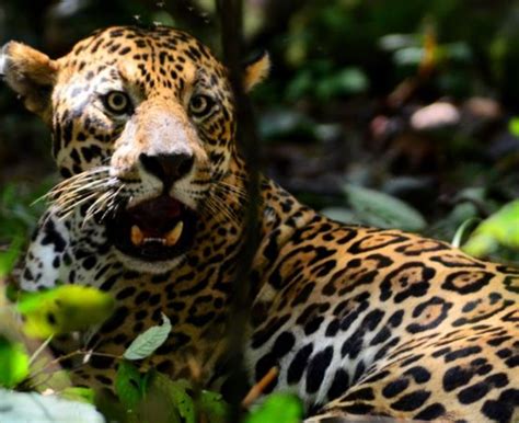 Onça-pintada: dez curiosidades sobre o maior felino das Américas ...