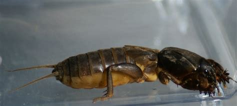 Почвенное насекомое медведка - 74 фото